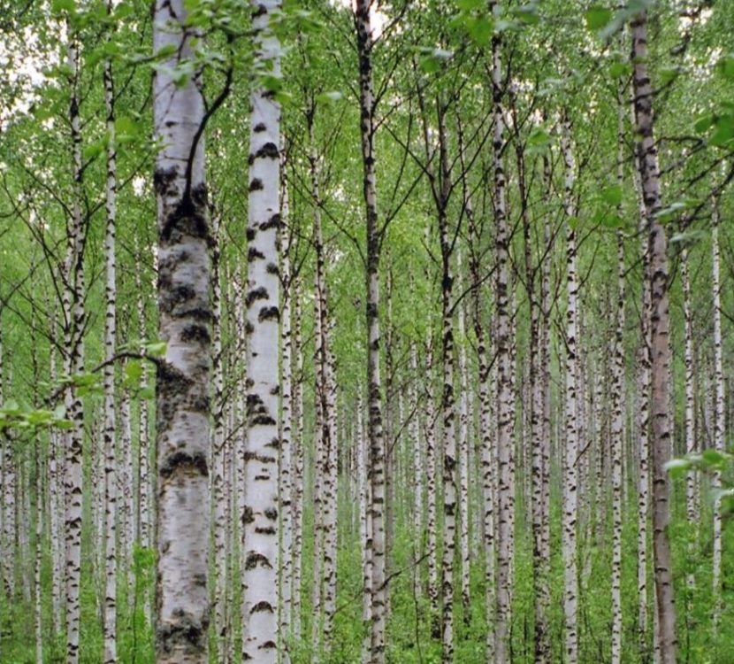 Gaztelu-Lezkairu-Singulares-04